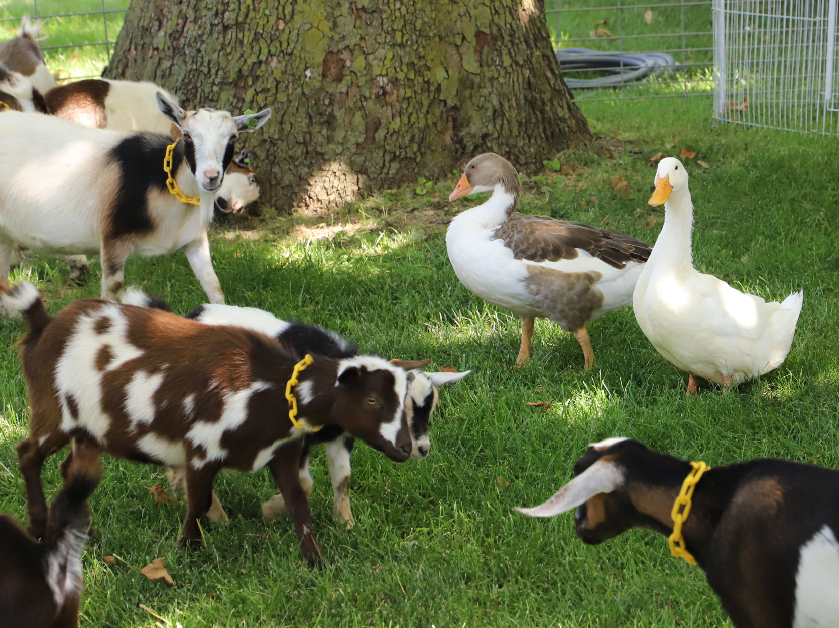 Petting zoo